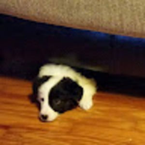 Meet your Posher, Robert